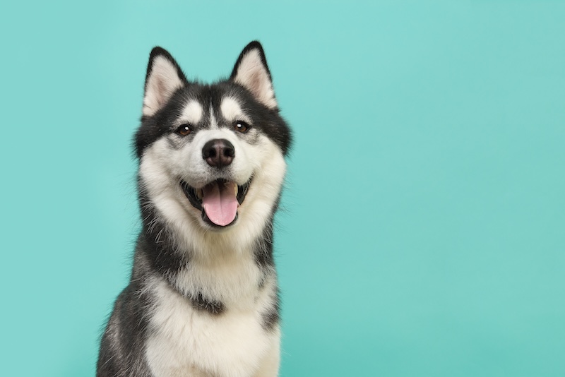 ヒトは辞書を引かずに語彙を豊かにする